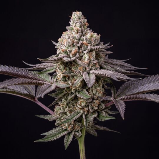Sour Apple Glue Seeds