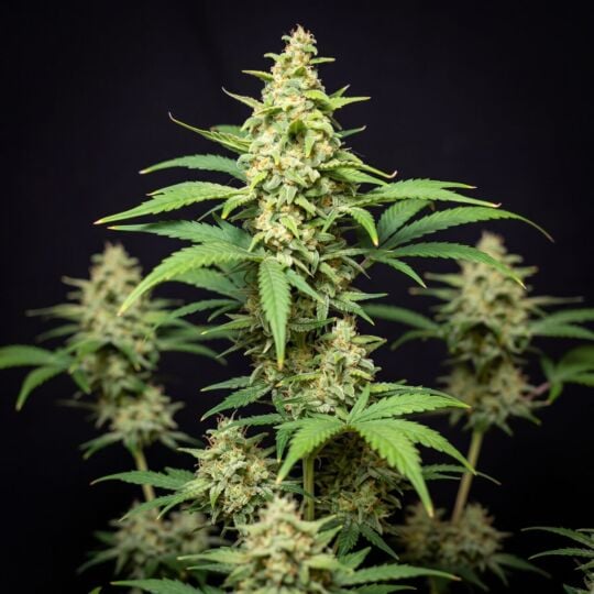 Sour Diesel Autoflower Seeds