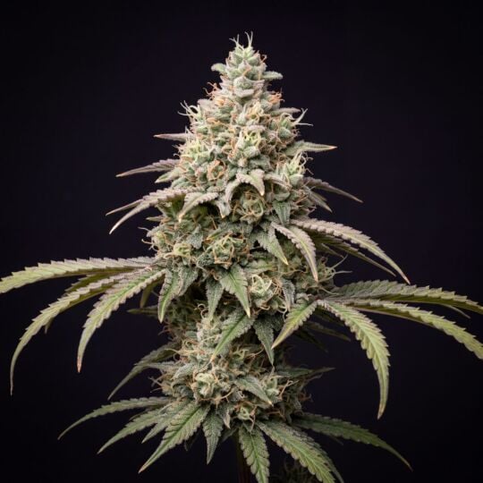 Sour Kush Feminized