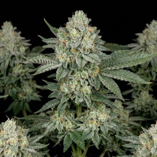 Sour Glue Autoflower