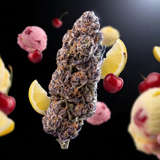 Lemon Cherry Gelato THCa Flower