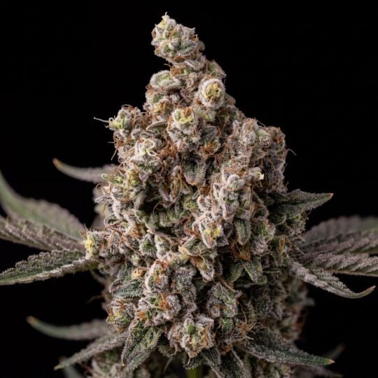Star Killer Feminized Seeds