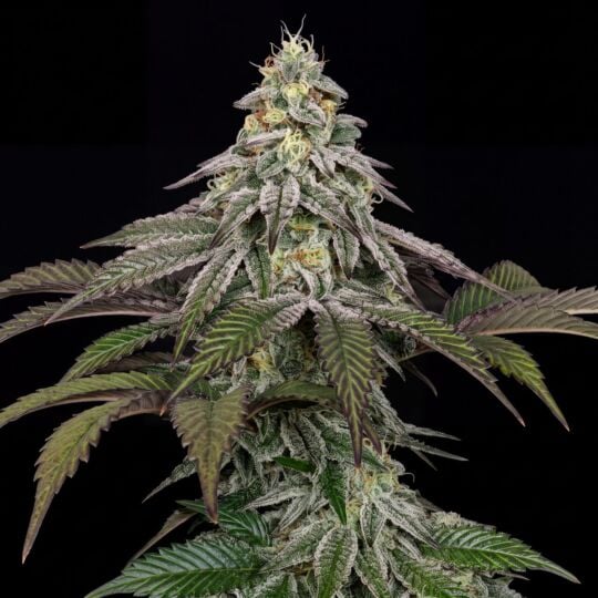 Star Dawg Feminized Logo