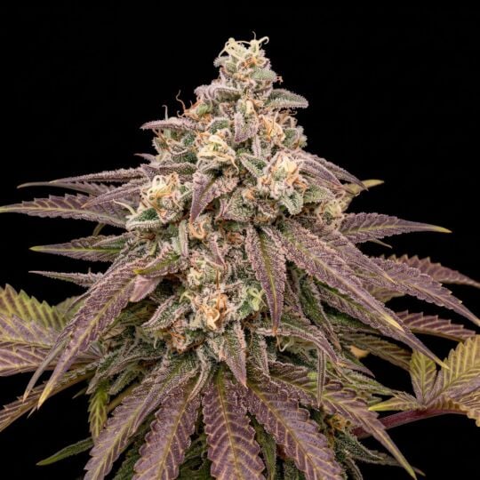 Strawberry Banana Cheese Feminized