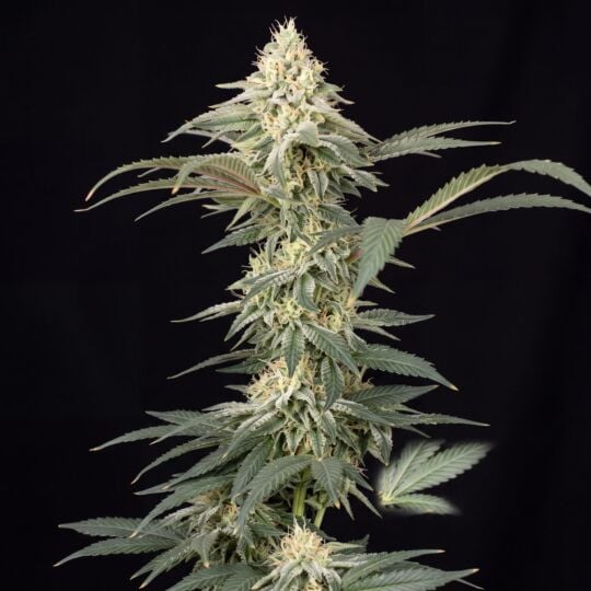 Strawberry Banana Feminized