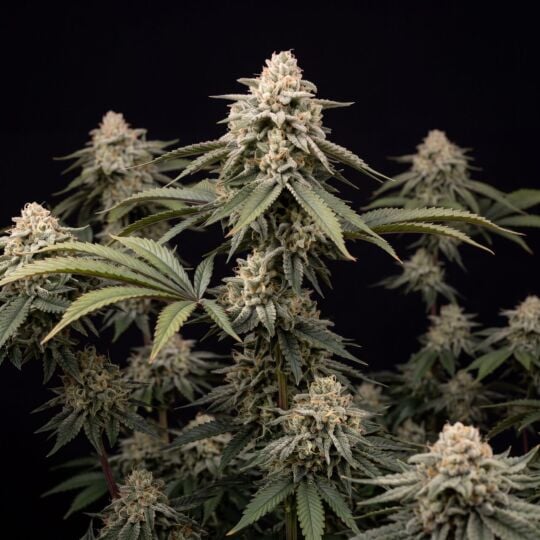 Strawberry Cheese Autoflower Seeds