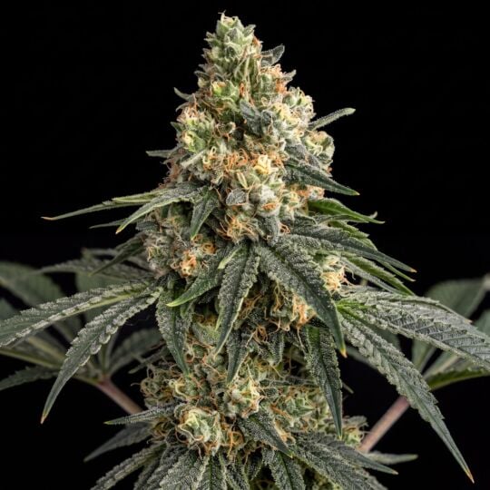 Strawberry Lemonade Seeds