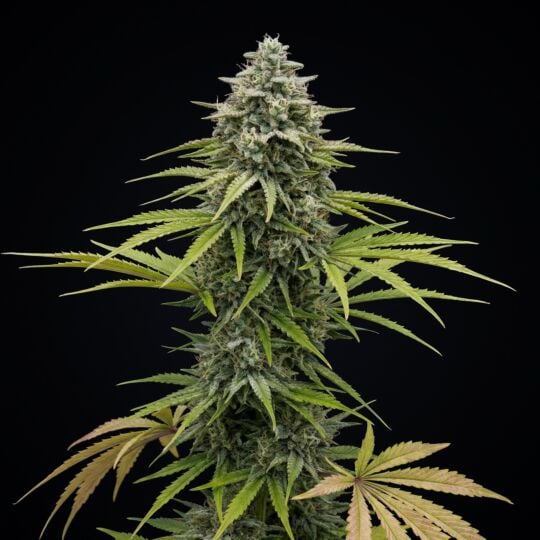 Strawberry Cheesecake Autoflower