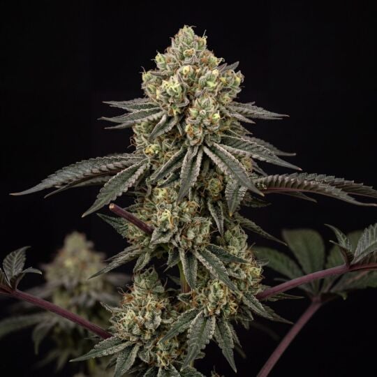 Sugar Black Rose 