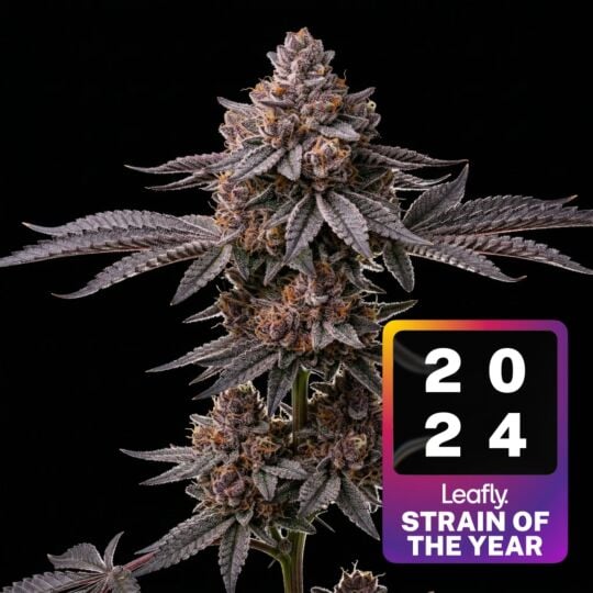 Super Boof Feminized