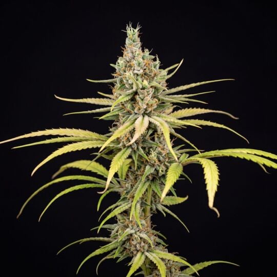 Super Lemon Haze Feminized
