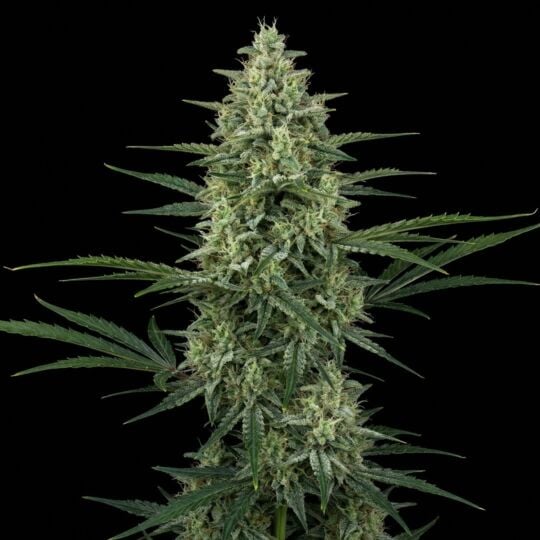 Super Lemon Haze Autoflower