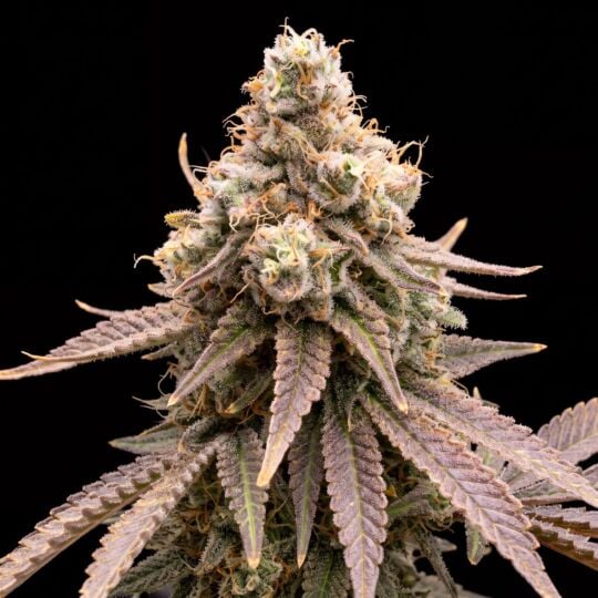 Sweet Island Feminized Seeds