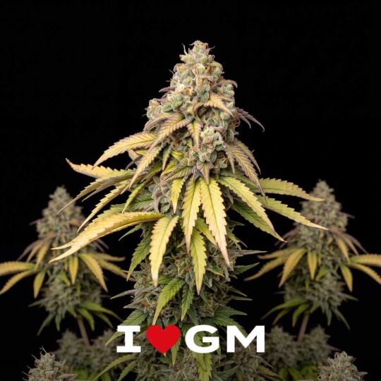 Think Different Auto Seeds