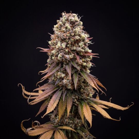 Tijuana Feminized Seeds
