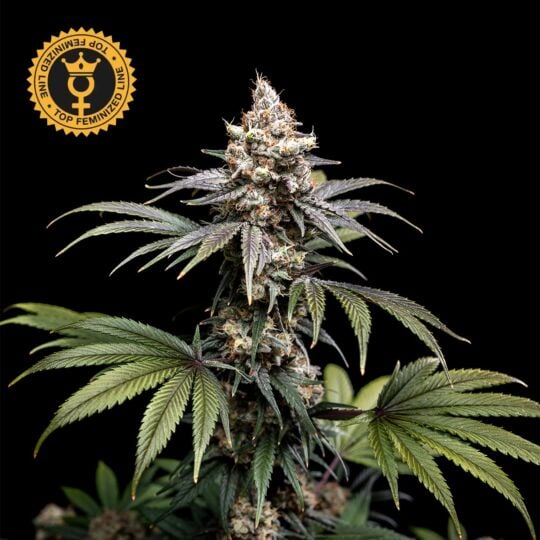 Tropic Gem Feminized - World Breeders