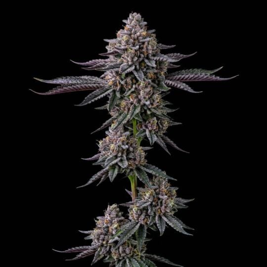 Tropicana Cookies Purple Feminized