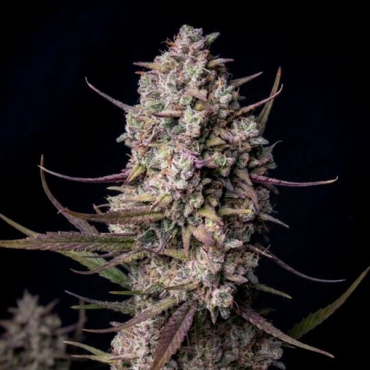 Tropicanna Cookies Autoflower