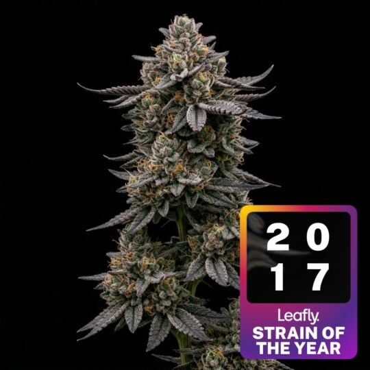 Wedding Cake Feminized