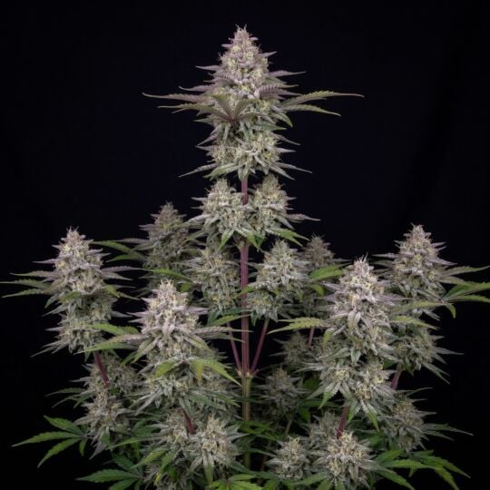 Wedding Cheesecake Autoflower