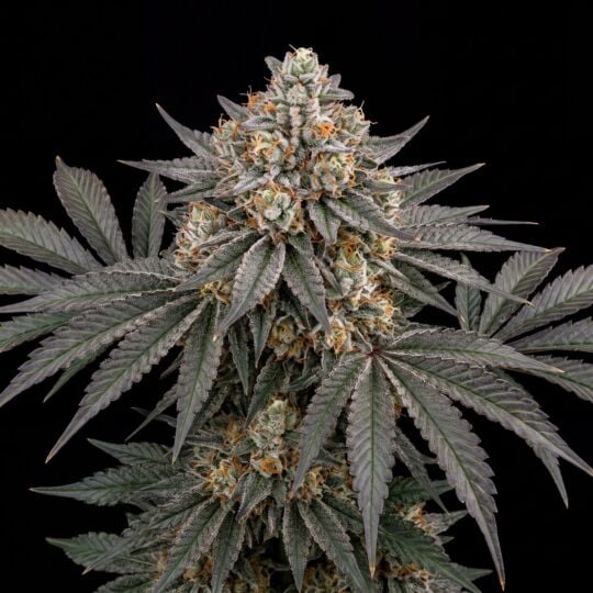 White Rhino