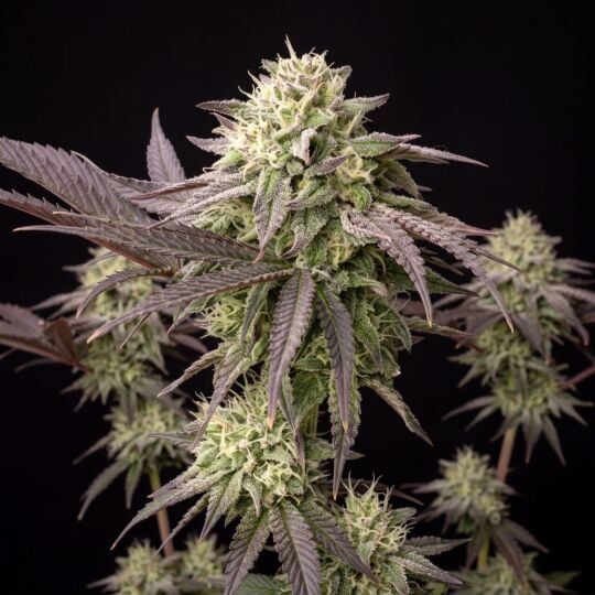 White Russian Feminized Seeds