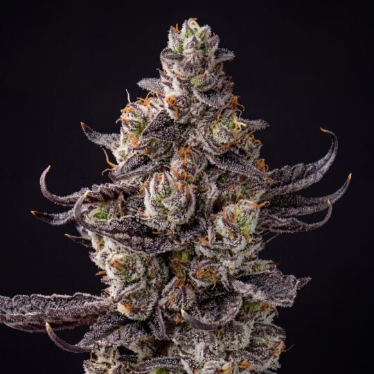 White Truffle Ice Cream Feminized Seeds