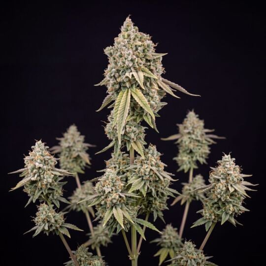 White Widow x California Snow