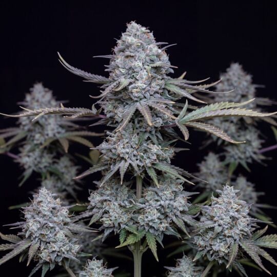 White Widow x Crystal Meth Autoflower
