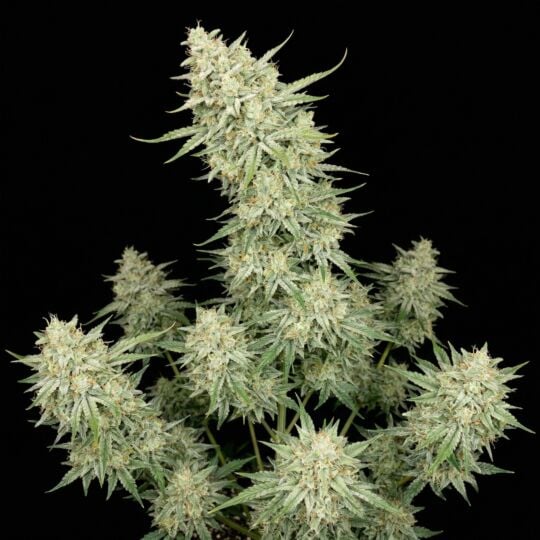 White Russian Autoflower