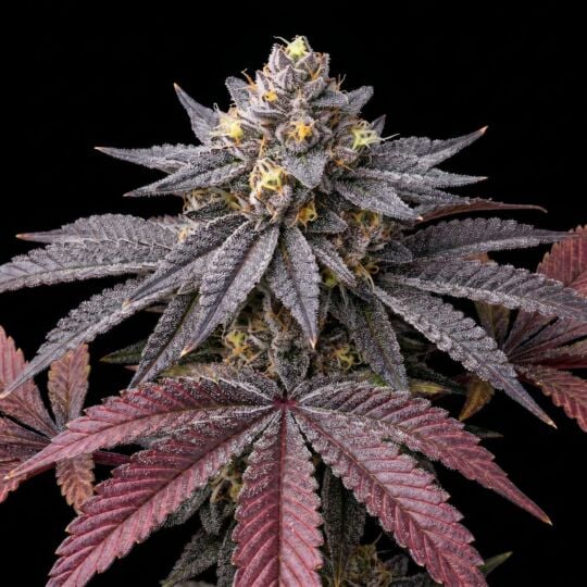 Zkittlez Autoflower Seeds