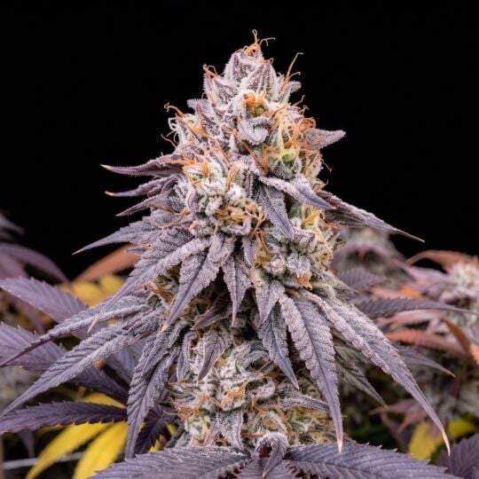 Zkittlez Feminized Seeds