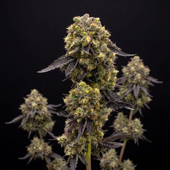 Zookies Autoflower Cannabis Seeds
