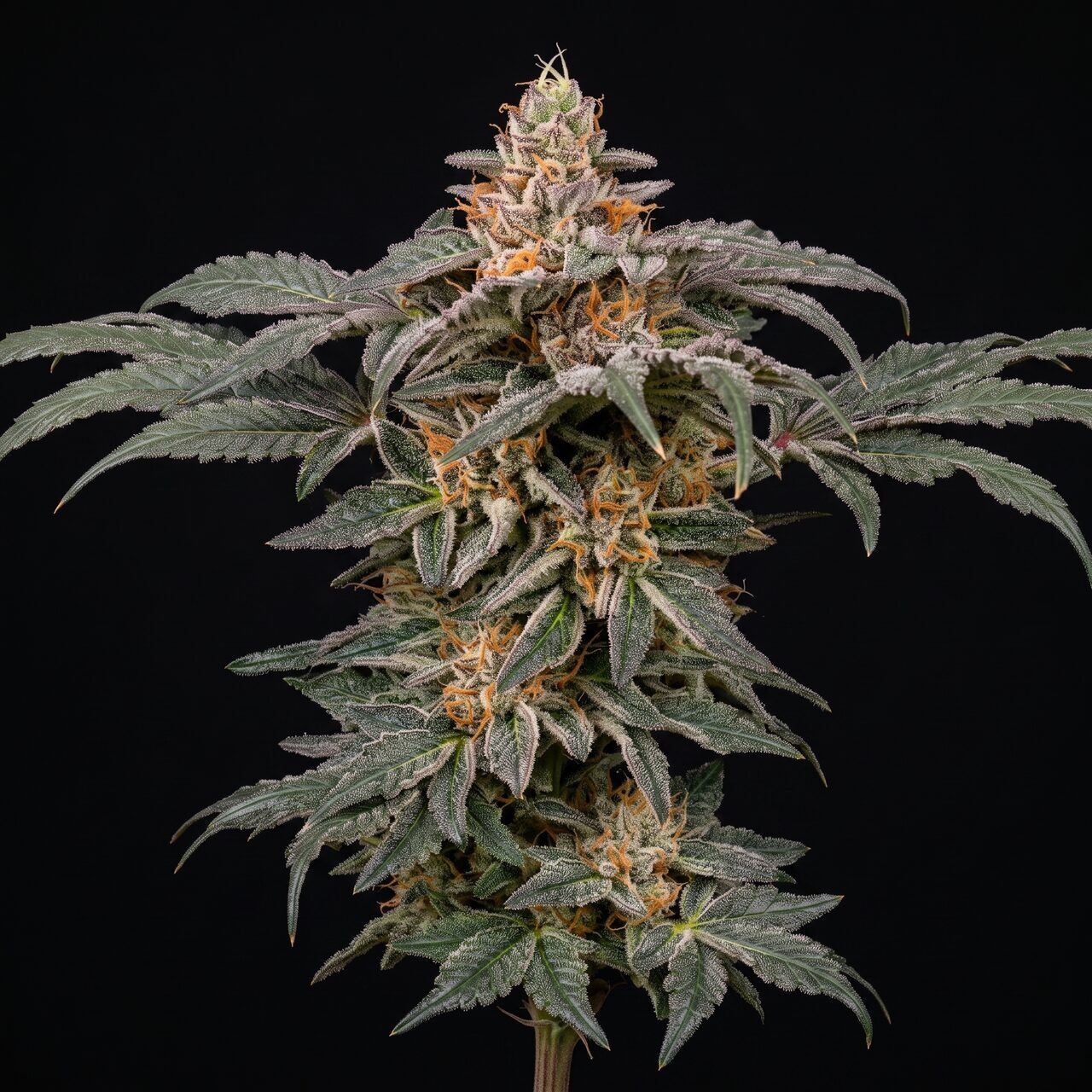 Buy Alien OG Feminized Strain by SeedSupreme | SeedSupreme