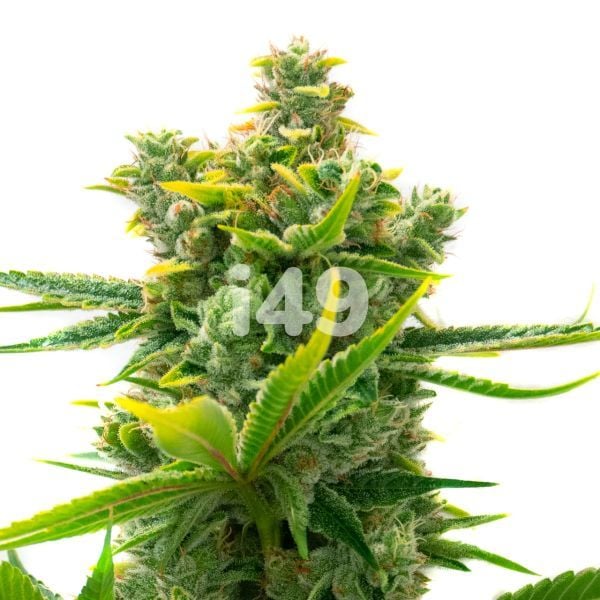 Alien GG