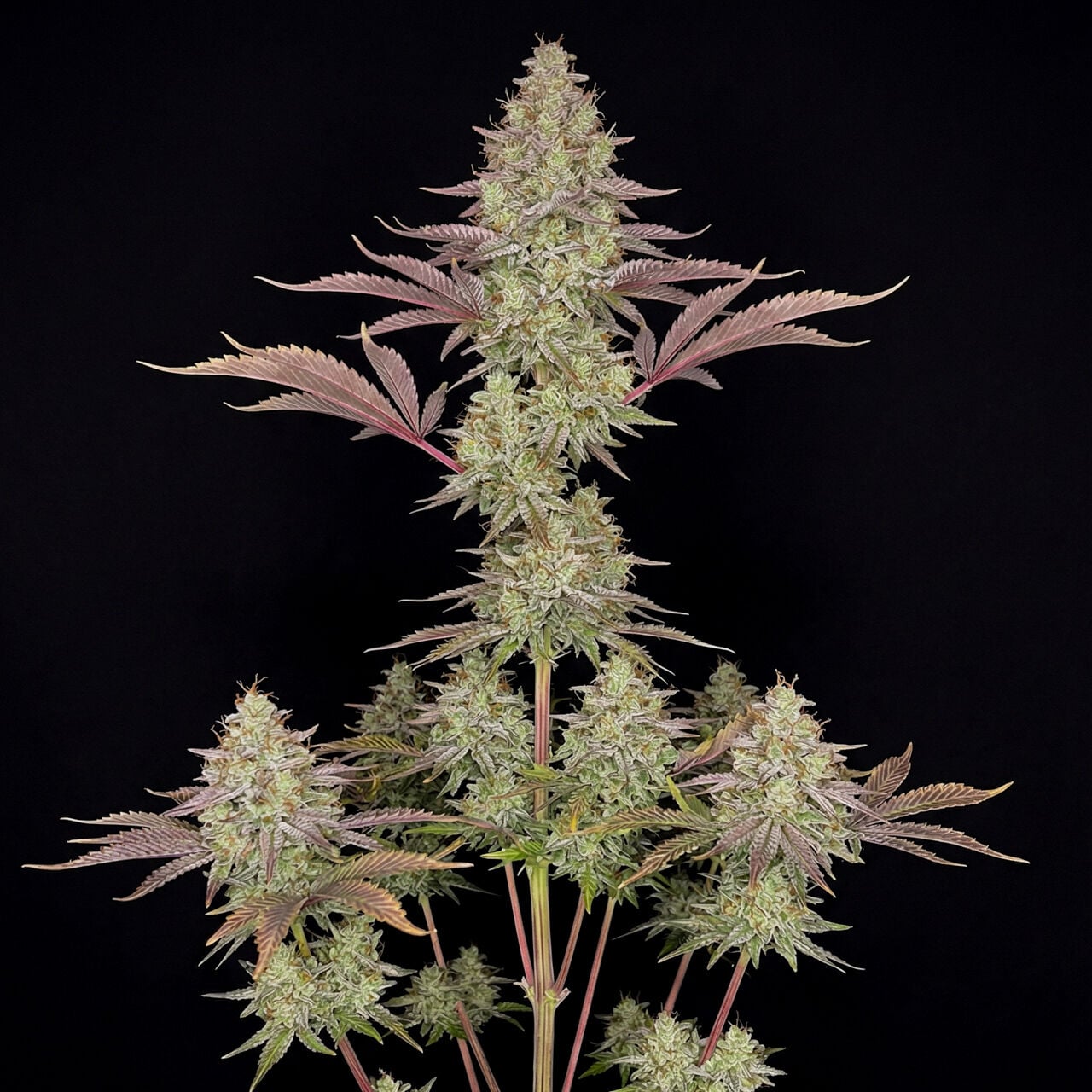 AMNESIA CospRex CoLaBoNo コースター シン Amnesia Lemon Feminized | Seed Supreme