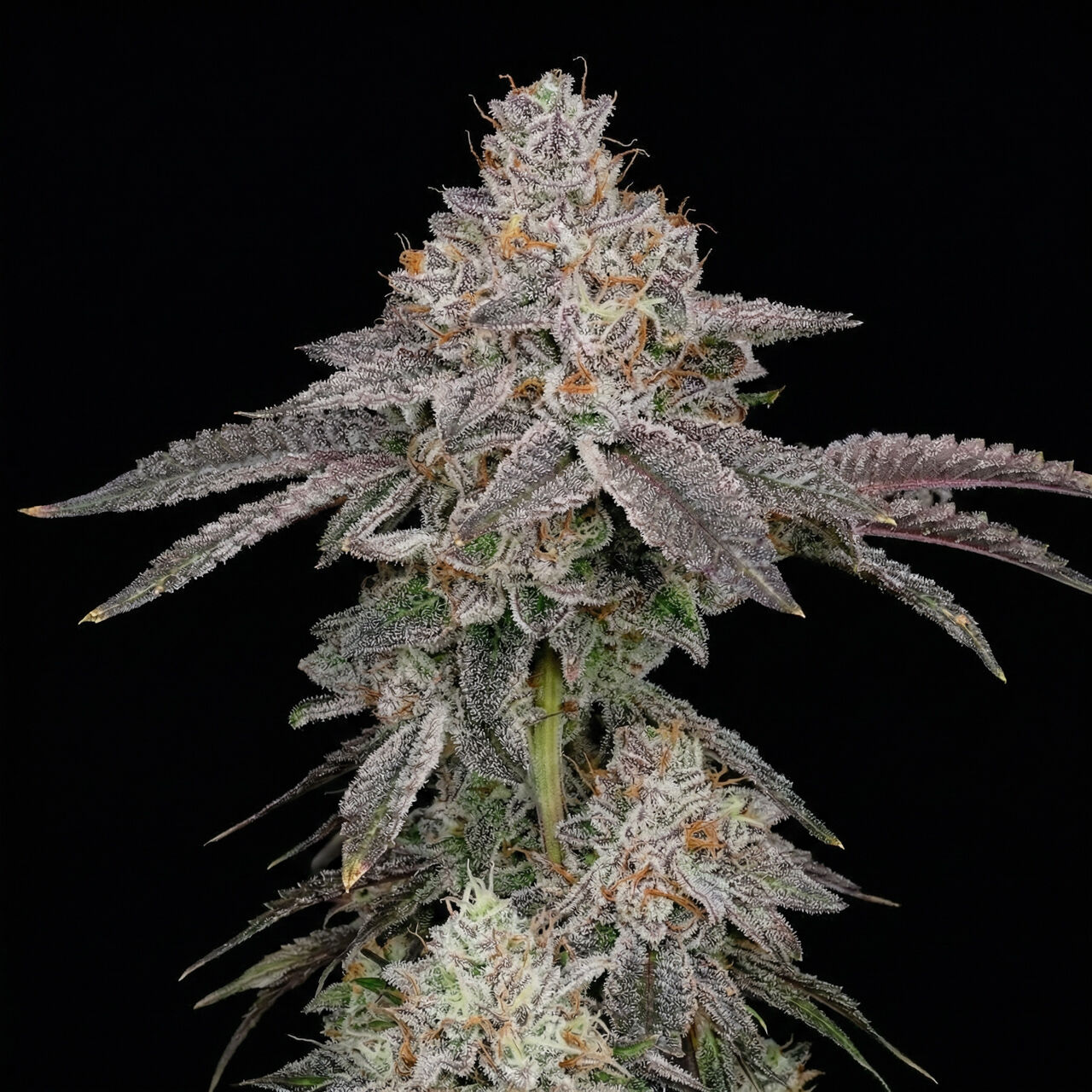 Aurora Indica