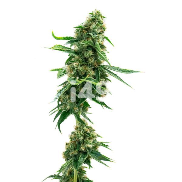 Critical Jack Auto