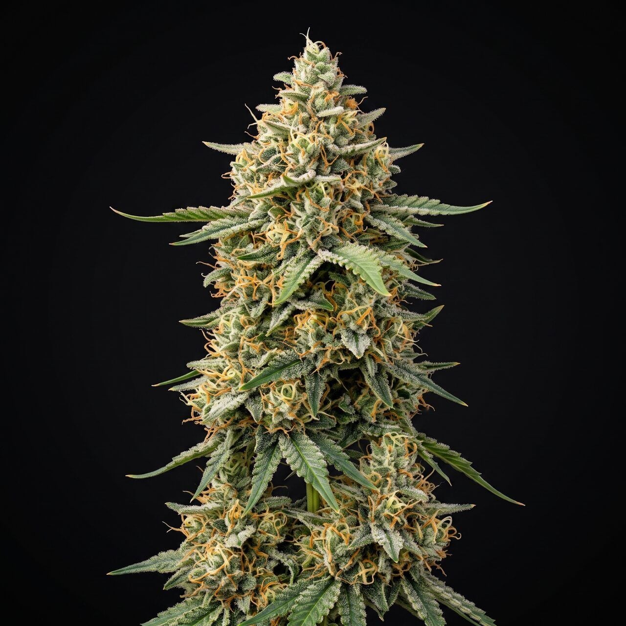 Big Bud