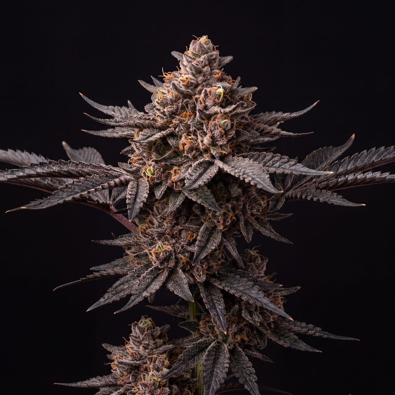 Black Cat Kush