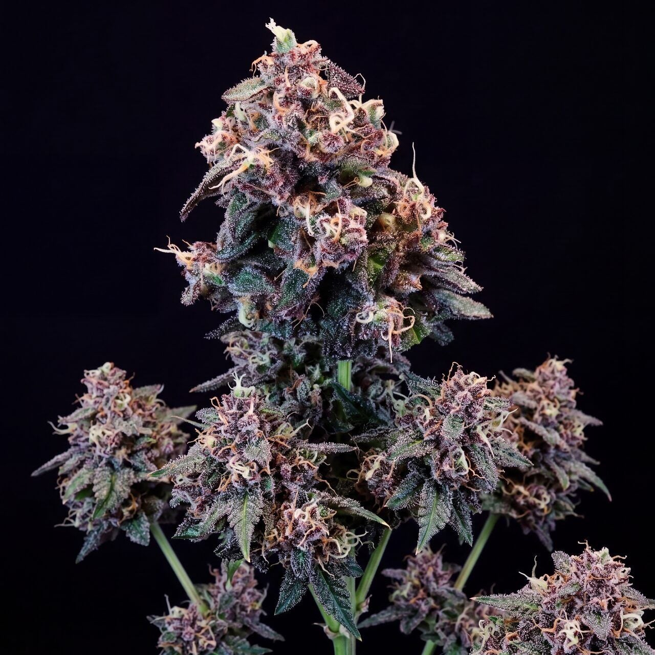 Black Frost