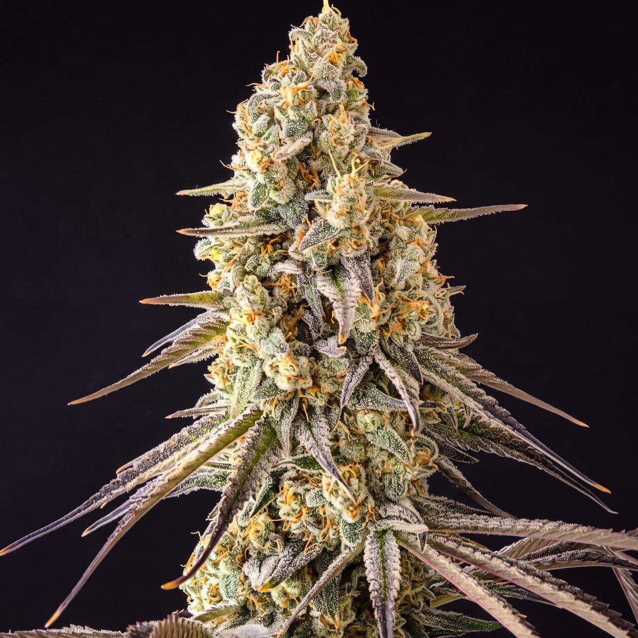 Black Widow