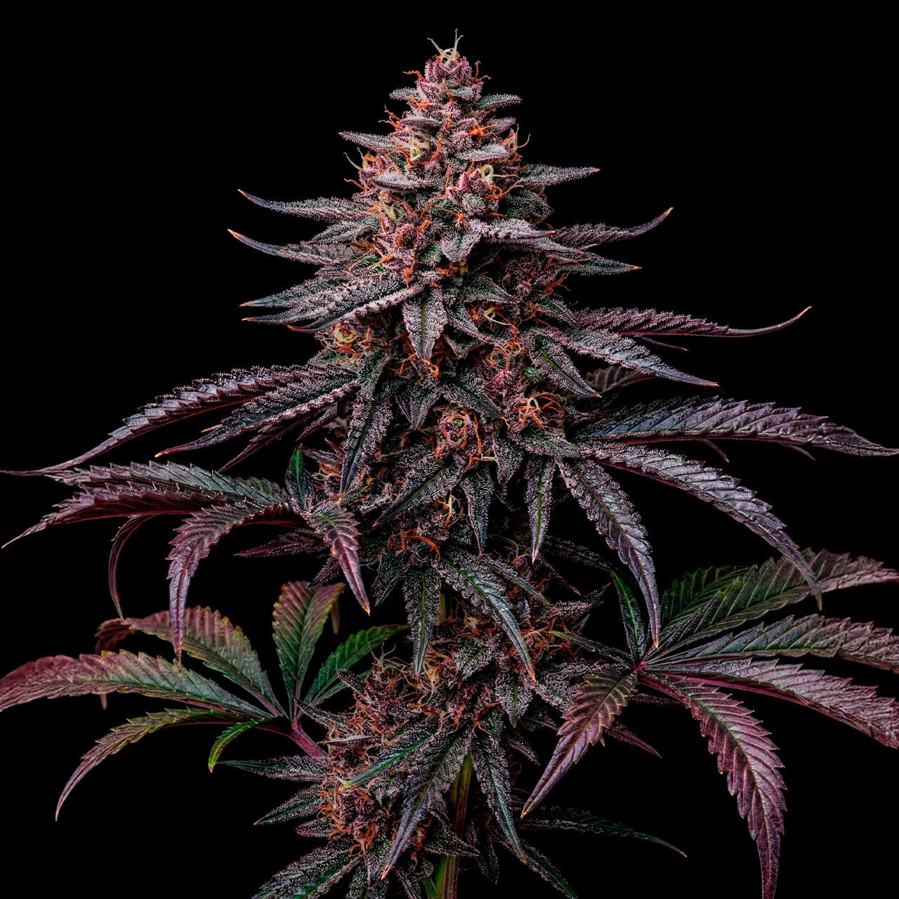 Black Jack Auto
