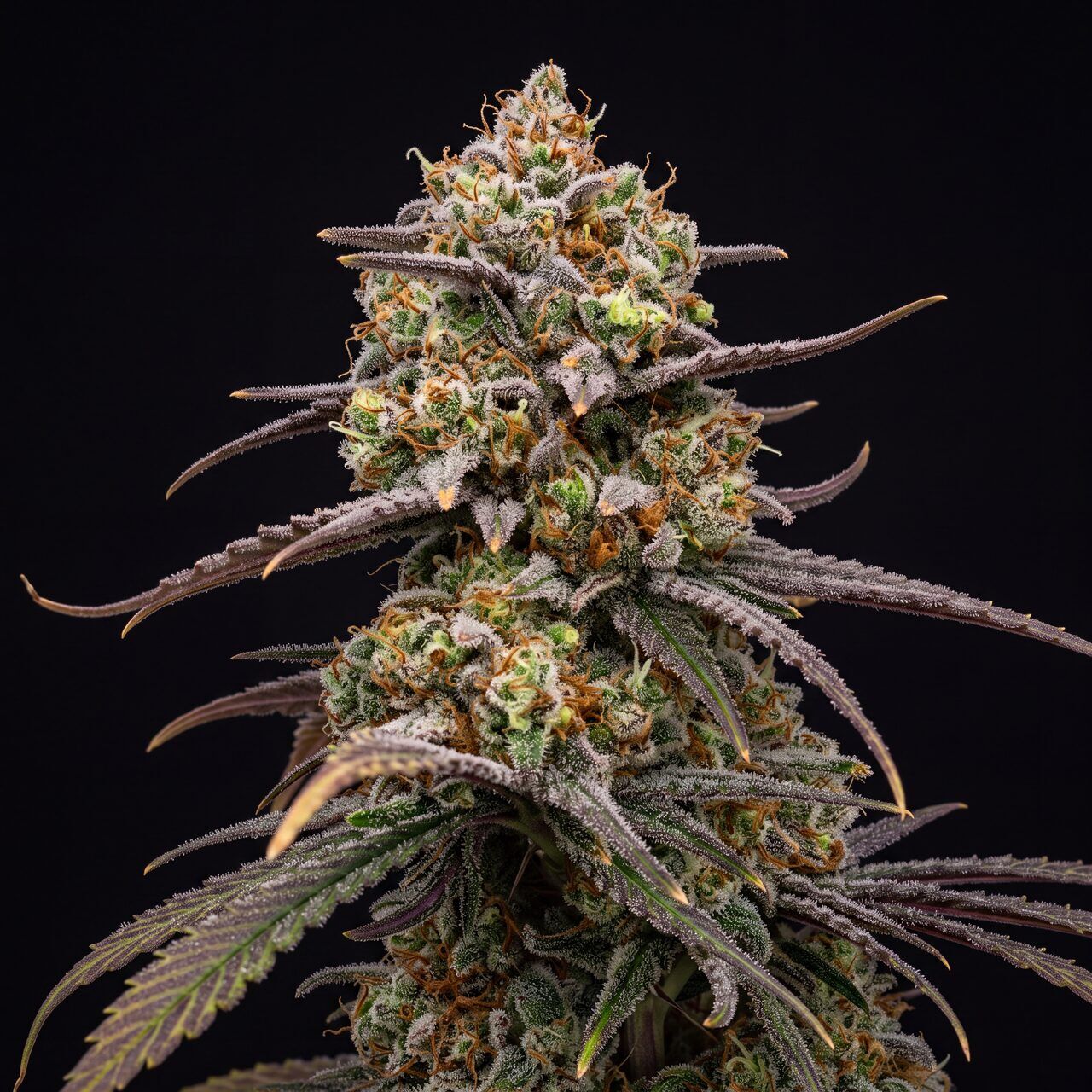 Blue Cheese