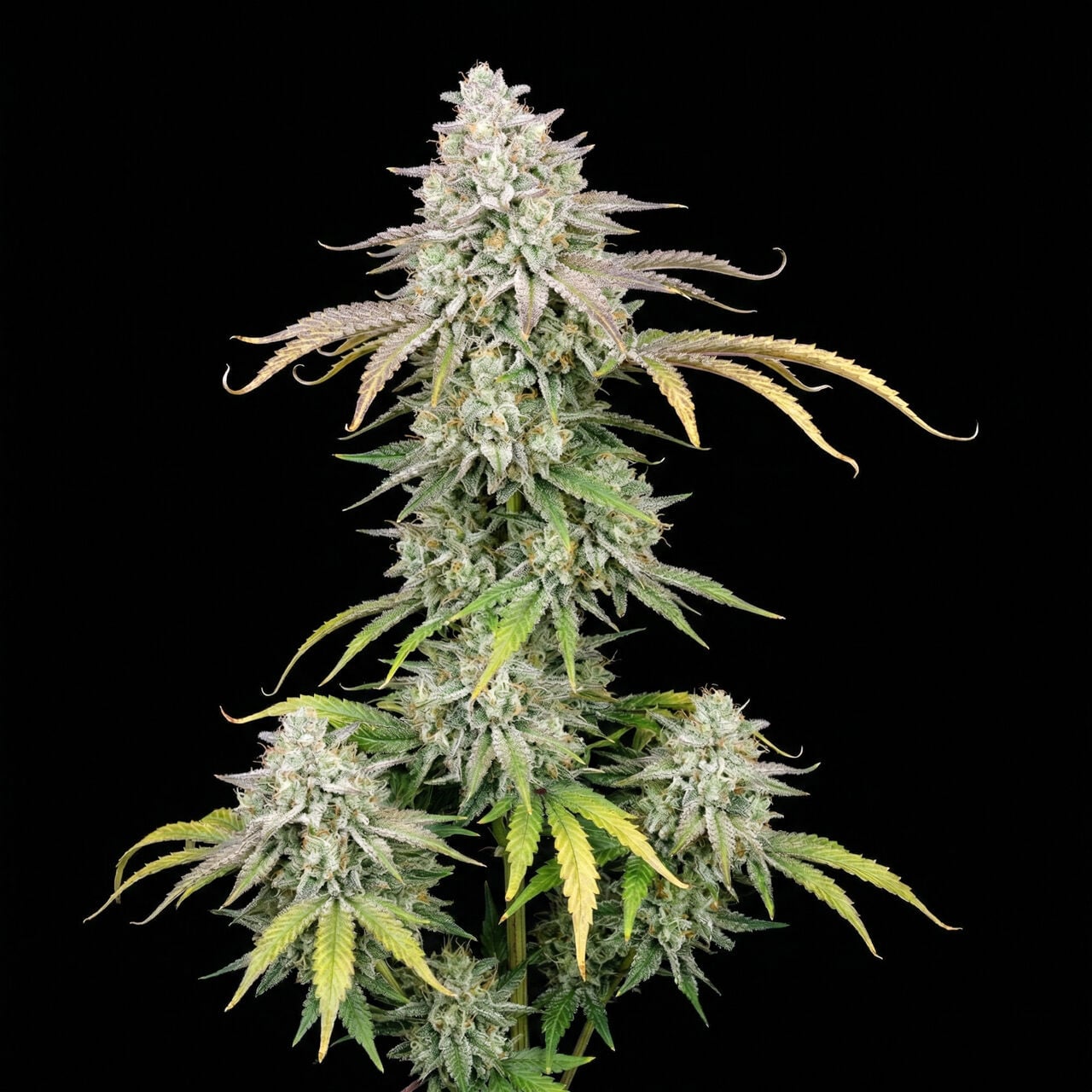 Blue Dream Auto