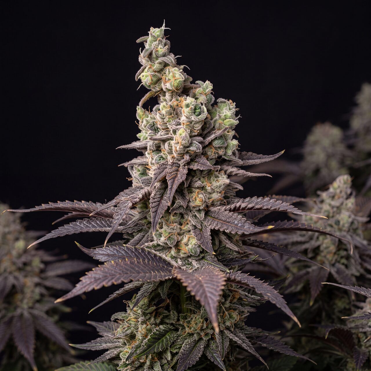 【blueberry】H.I.P by SOLIDO × LEADER Buy Blueberry Head Band Feminized Seeds by Seed Supreme | SeedSupreme