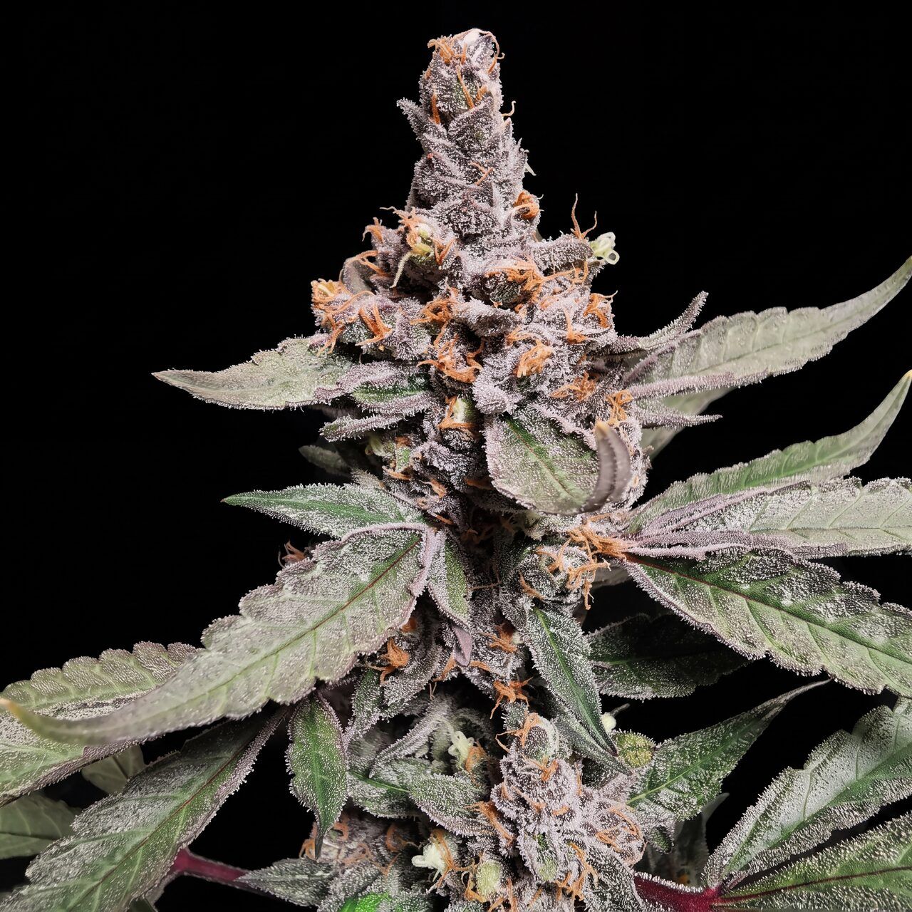 Blueberry X OG Kush