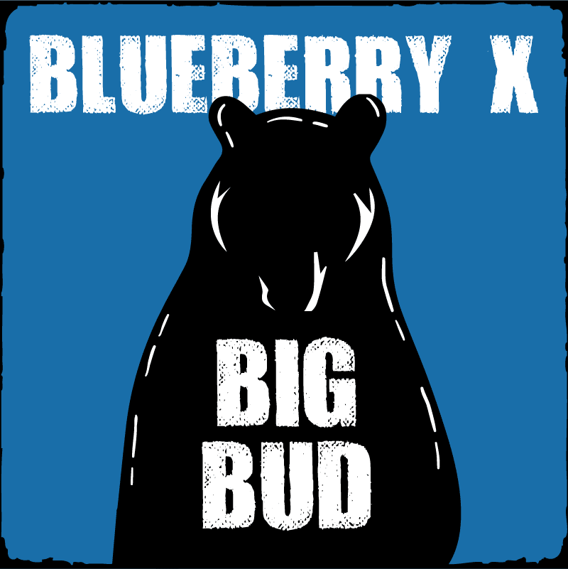 Blueberry X Big Bud Auto
