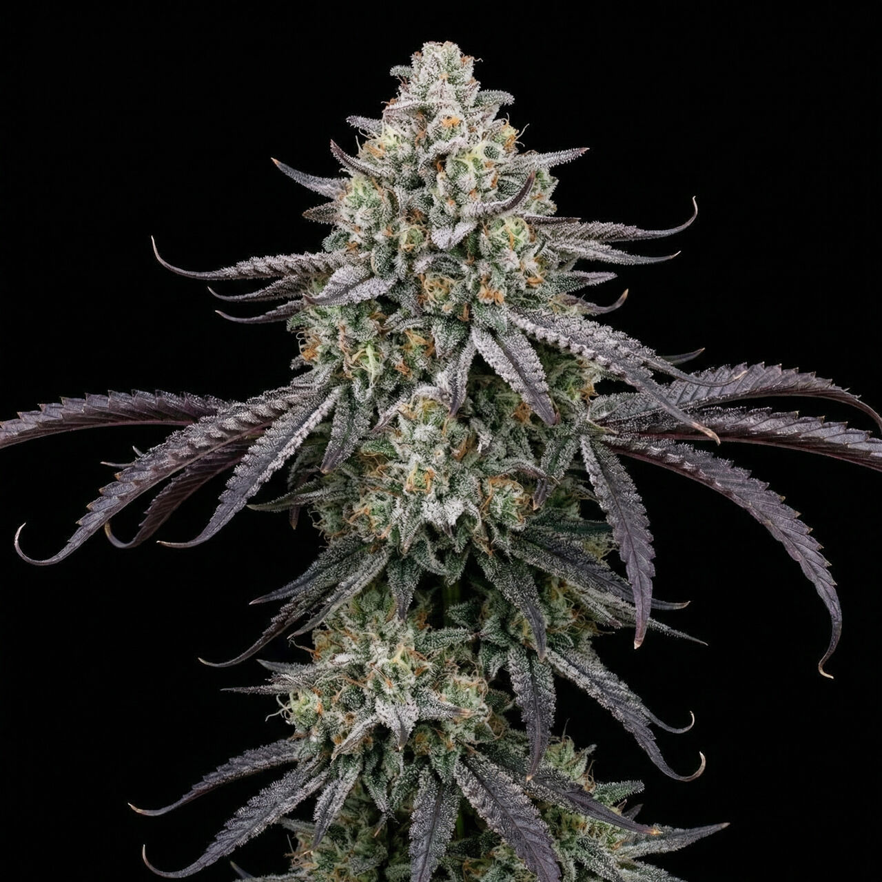 Blueberry X White Widow
