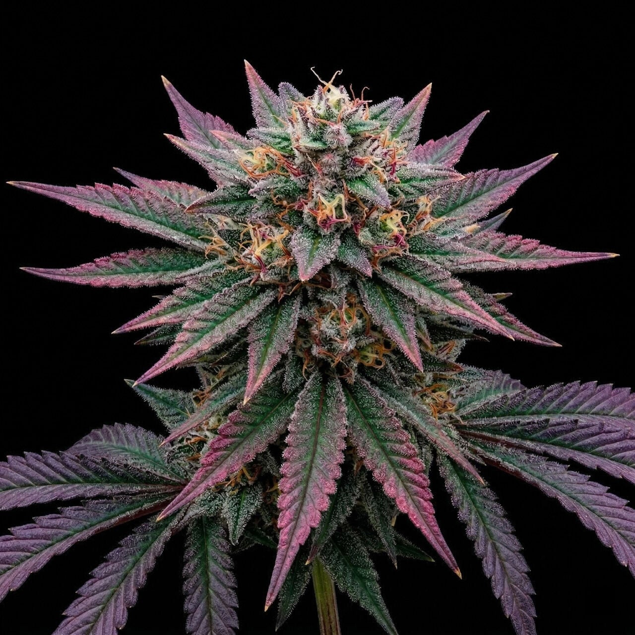 Bubblegum